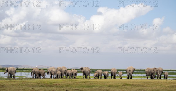 Herd standing in line at water drinking, African elephant (Loxodonta africana), Amboseli National