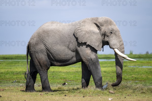 Big male, African elephant (Loxodonta africana), Amboseli National Park, Rift Valley Province,
