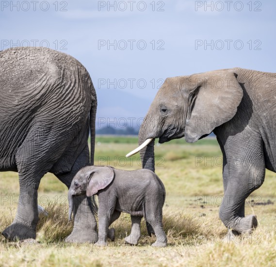African elephant (Loxodonta africana) with baby, young and dam, Amboseli National Park, Rift Valley