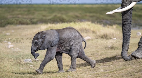 African elephant (Loxodonta africana), baby, young animal, Amboseli National Park, Rift Valley