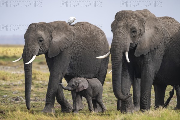 African elephant (Loxodonta africana), herd of young animals in Amboseli National Park, Rift Valley
