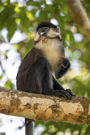 Red-tailed monkeys or Congo white-nosed monkeys (Cercopithecus ascanius schmidti), Kibale National