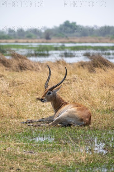 Letschwe or litchi bog antelope (Kobus leche), adult male, in tall dry grass, Okavango Delta,