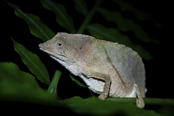 Zomba dwarf chameleon (Rieppeleon brachyurus), white chameleon on a branch at night, Amani Nature