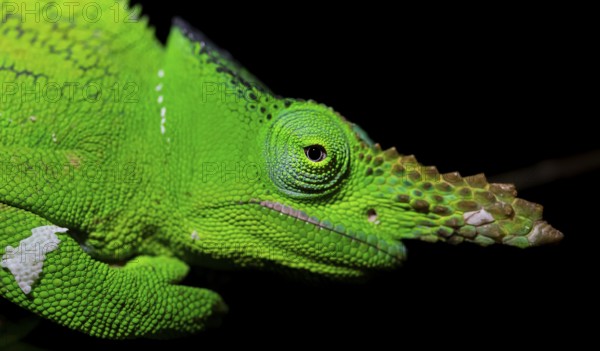 Animal portrait, squishy bihorned chameleon (Kinyongia matschiei), adult male, chameleon on a