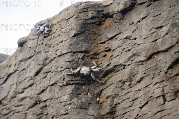 Red rock crabs (Grapsus adscensionis), black cubs on a volcanic rock, coast, La Santa, Lanzarote,
