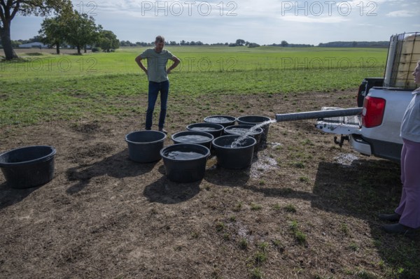Shepherd and his daughter fill water tubs from a pickup truck for sheep in the pasture,