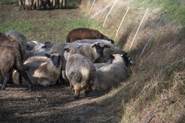 Black-headed sheep (Ovis gmelini aries) graze close to a pasture fence, Mecklenburg-Western