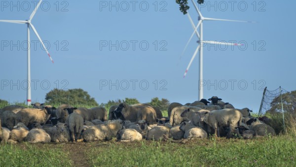 Blackhead sheep resting on pasture with wind turbines in the back, Mecklenburg-Western Pomerania,
