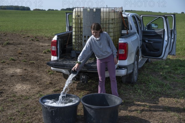 Young girl fills water tubs from a pickup truck for sheep in the pasture, Mecklenburg-Western