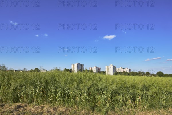 Rapeseed (Brassica napus), olive fruit, field, skyscrapers, residential buildings, view of