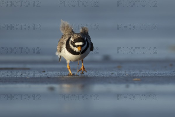Ringed plover (Charadrius hiaticula) adult wader bird feeding on a worm on a beach, England, United