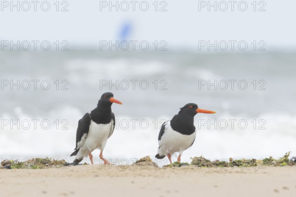 Euasian oystercatcher (Haematopus ostralegus) two adult wader birds on a beach in summer, England,