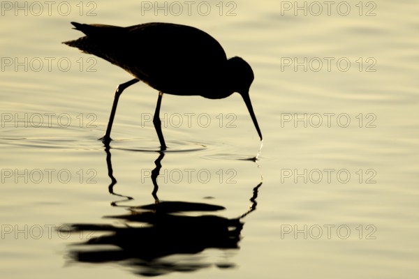 Spotted redshank (Tringa erythropus) silhouette of an adult wader bird feeding in a shallow lagoon