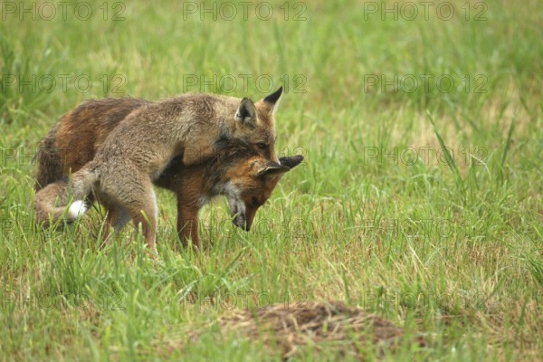 Red fox (Vulpes vulpes) male and weaned kitten, invitation to play on mown meadow in light rain,