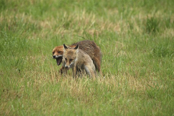 Red fox (Vulpes vulpes) male bites away weaned young, should finally become independent, mown