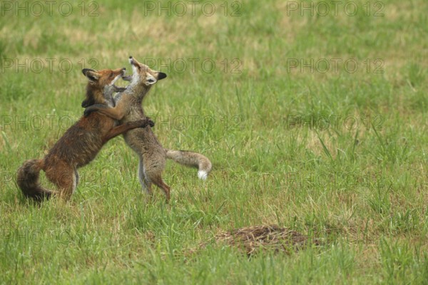 Red fox (Vulpes vulpes) male and weaned young playing on a mown meadow in light rain, Allgäu,