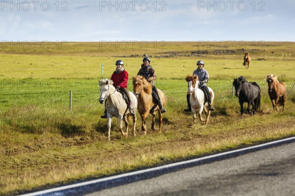 Several Icelandic horses, also Icelanders or Icelandic ponies, tourists riding in a meadow, group