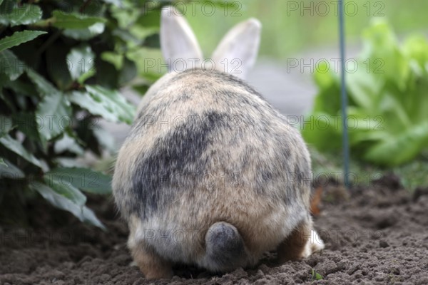 Domestic rabbit (Oryctolagus cuniculus domestica), rump, vegetable patch, funny, Germany, From