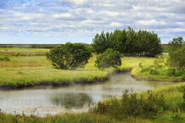 Hot steaming springs flow into the river Reykjadalsá, geothermal field, meadows, Reykholt,