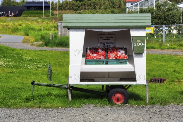 Stall in a meadow, two boxes of fresh local tomatoes from the greenhouses heated with geothermal
