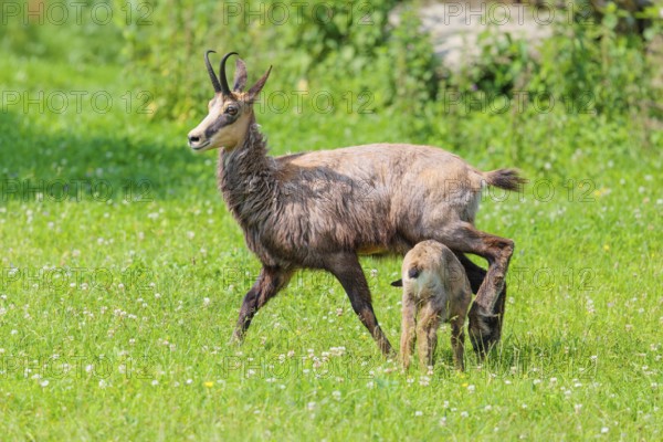 An adult female chamois (Rupicapra rupicapra) suckles her young on a sunny day in a green meadow..