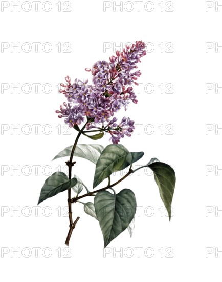 Common Lilac, Syringa vulgaris, after an illustration by Pierre Joseph Redoute, digitally restored