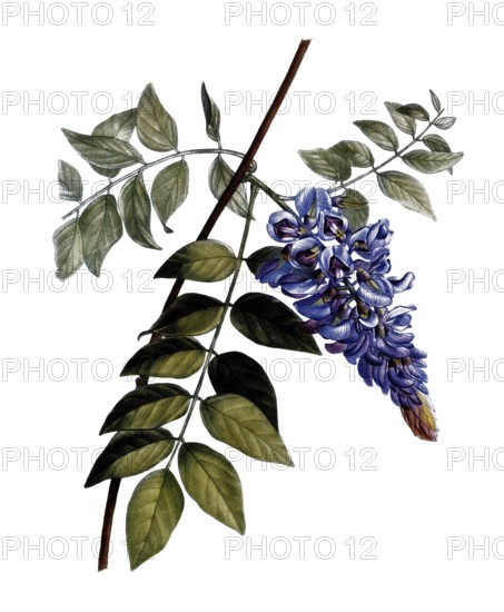 American blue rain, Glycine frutescens, after an illustration by Pierre Joseph Redoute, digitally