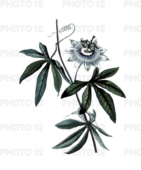 Blue passion flower, Passiflora caerulea, after an illustration by Pierre Joseph Redoute, digitally