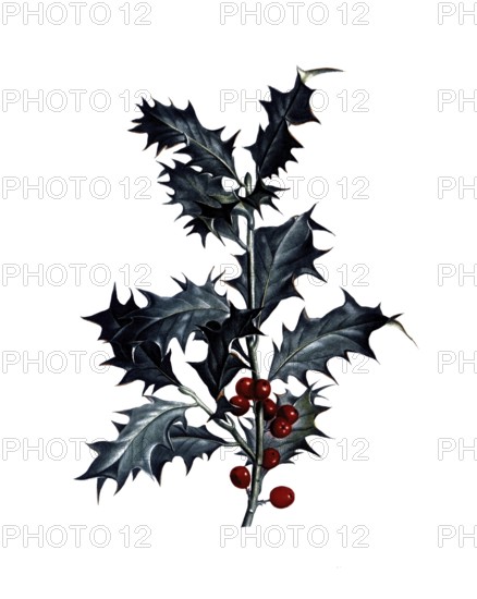 European holly, Ilex aquifolium, after an illustration by Pierre Joseph Redoute, digitally restored