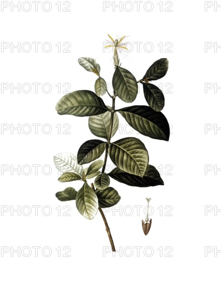 Gardenia, Gardenia florida, after an illustration by Pierre Joseph Redoute, digitally restored
