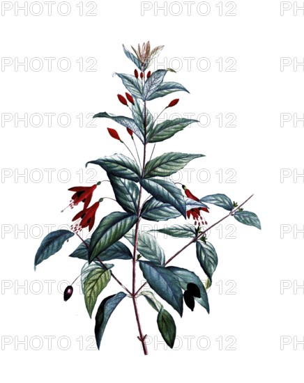 Scarlet Fuchsia, Fuchsia magellanica, after an illustration by Pierre Joseph Redoute, digitally