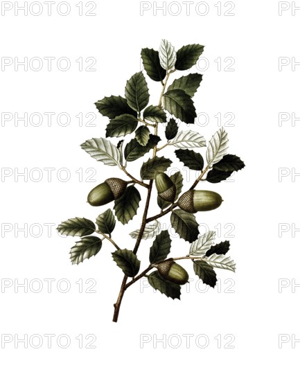 Cork oak, Quercus suber, after an illustration by Pancrace Bessa, digitally restored reproduction