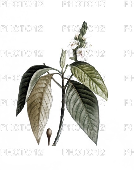 Justicia adhatoda, also known as adhatoda plant, malabar nut or vasica, Justicia adhatoda, after an