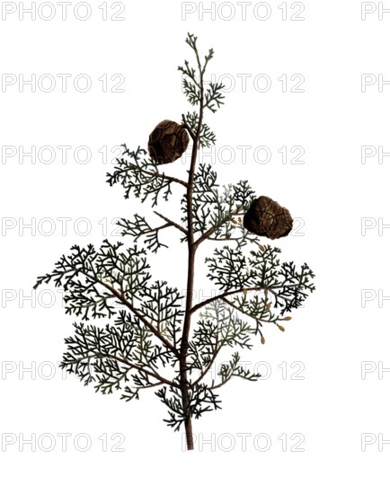 Mediterranean Cypress, Cupressus sempervirens, after an illustration by Pierre Joseph Redoute,
