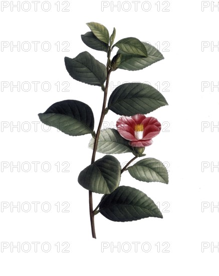 Japanese camellia, Camellia japonica, after an illustration by Pierre Joseph Redoute, digitally