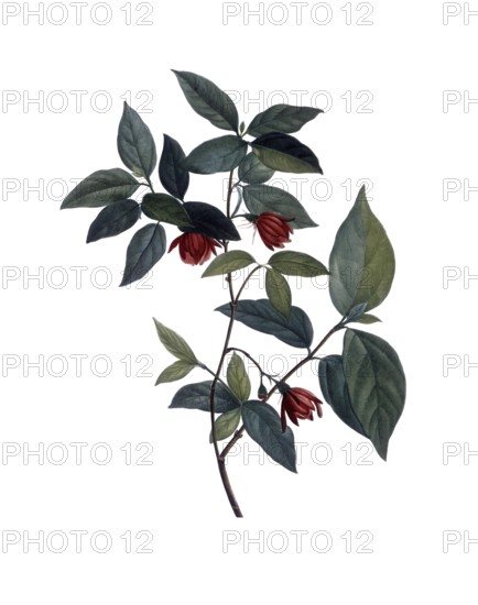 Sweetshrub, spice bush, Calycanthus nanus, after an illustration by Pierre Joseph Redoute,