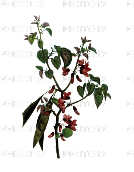 Judas Tree, Cercis siliquastrum, after an illustration by Pierre Joseph Redoute, digitally restored