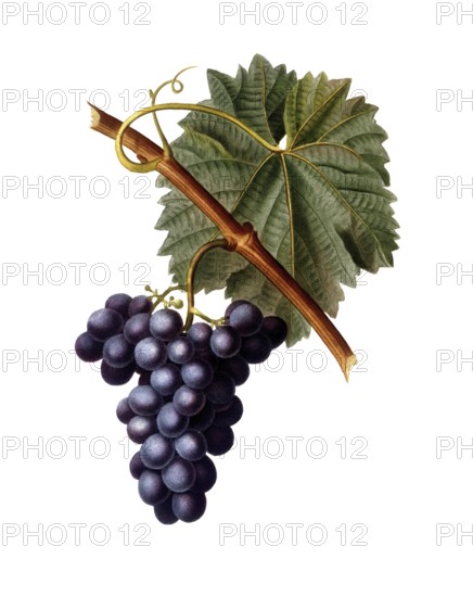 Vine, red wine, red grape, Common grape vine, Vitis vinifera, after an illustration by Pancrace