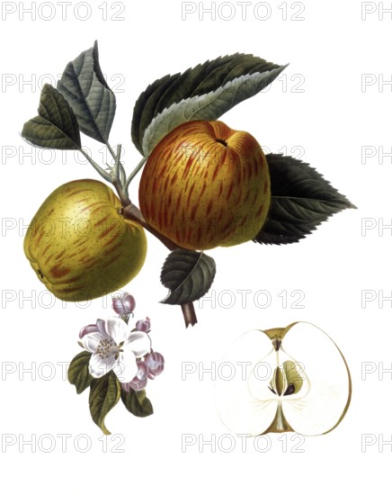 Apple of the Royale d'Angleterre variety, English apple variety also known as Royal Jubilee or