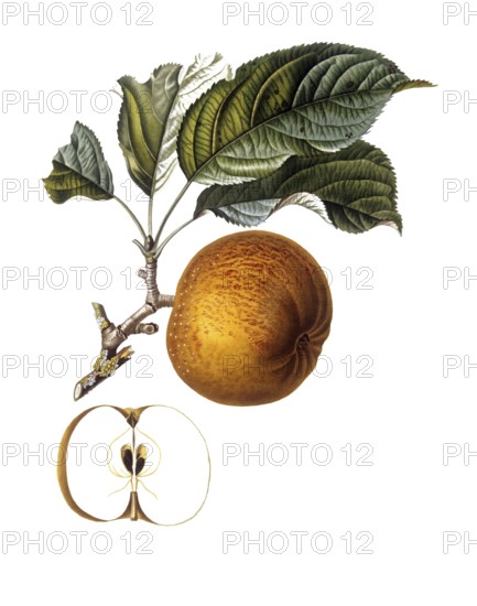 Apple of the Gros barbarie variety, after an illustration by Pierre Jean Francois Turpin, digitally