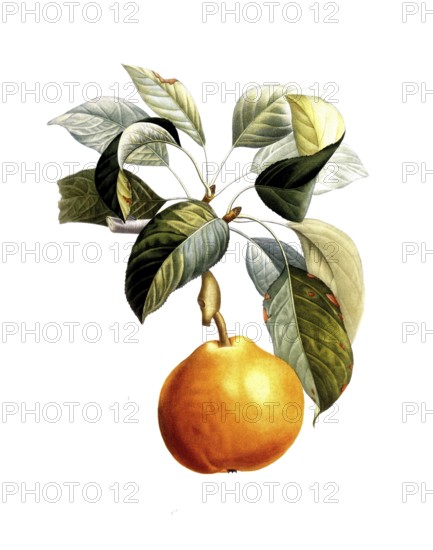 Pear of the Doyenne roux variety, after an illustration by Pierre Antoine Poiteau, digitally