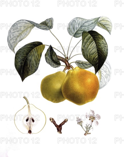 Pear of the bergamot variety, after an illustration by Pierre Antoine Poiteau, digitally restored