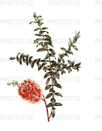 Hillock bush, a plant of the myrtle family, Melaleuca hypericifolia, after an illustration by