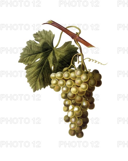 Vine, white wine, white grape, Common grape vine, Vitis vinifera, after an illustration by Pancrace