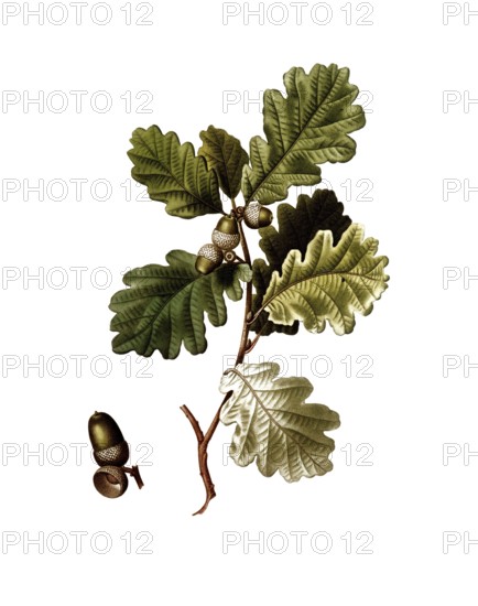 English oak, Quercus robur, after an illustration by Pancrace Bessa, digitally restored