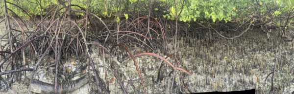 Mangroves, foreground (Rhizophora mucronata), background (Sonneratia alba), aerial roots, mangroves