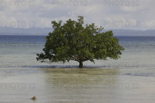 Mangrove trees (Sonneratia alba), flood, mangroves are among the most important ecosystems for