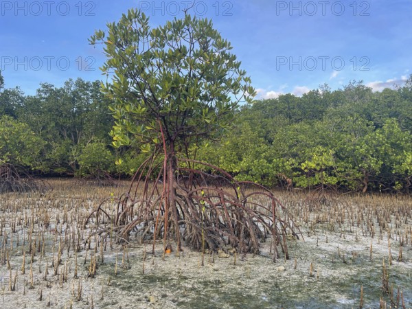 Mangroves, foreground (Rhizophora mucronata), background (Sonneratia alba), mangroves are among the
