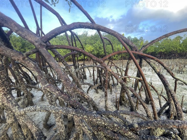 Mangroves (Rhizophora mucronata), stilt roots, mangroves are among the most important ecosystems